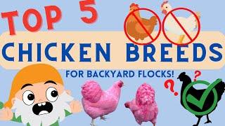 TOP 5 BEST Chicken Breeds for Homestead Farming, Self-Sufficiency, and Egg Laying