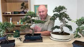 Chinese Elm Bonsai Basics - Positioning, Watering, Feeding & Pruning.