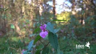 The exploding Himalayan balsam seed pod