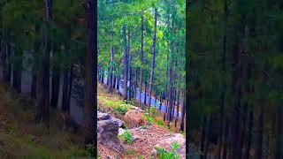 Kashmir ka nazara check karo