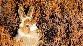 Sophisticated Mountain Hares and Playful Otters! | The Science Of Cute | BBC Earth