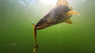 Early Season Walleye Tips for Tough Conditions