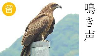 【解説付き】トビの鳴き声（地鳴き）