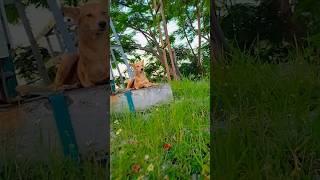 kay hashi dil #song#youtubeshorts#viral#videos#yt