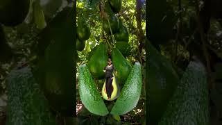 #wow #lots of #avocado #healthyfruits #harvest #time #green #berde #satisfyingvideo #betashort