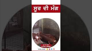 ਸੂਰ ਦੀ ਮੰਗ #pigfarm #reels #shorts