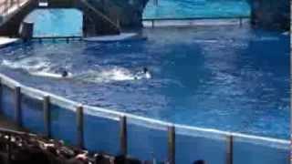 Killer whale kills trainer at Orlando's Sea World:-( -Dawn Brancheau Rip