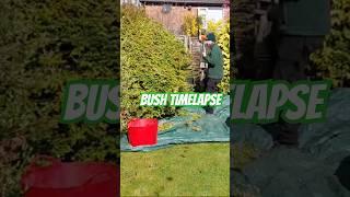 Bush cut time lapse #shorts #bushtrim #gardening #gardener #bushcutasmr