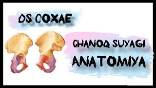 Chanoq suyagi | Os coxae | Anatomiya | lotin tilida