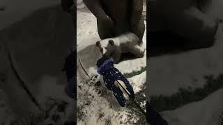 #shortvideo #гуффи #мопс #pugsofinstagram #pugstagram #pug #winter #dog #shorts #short #shortsvideo