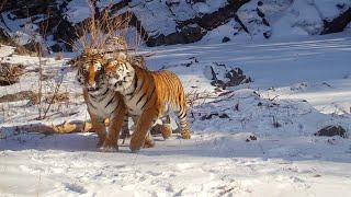 The rarest big cats in the world in their natural habitat! The Russian Far East.