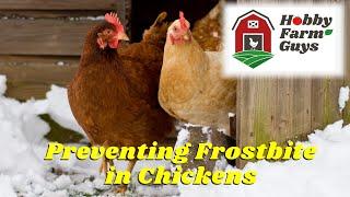 Frostbite Prevention & Treatment for Chickens