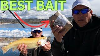 Say Goodbye to Worms! Catch More Trout with This Bait!!