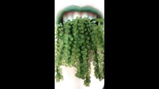 ASMR RAW SEA GRAPES EATING SOUNDS GREEN CRUNCHY SHORTS NSP ASMR lIP