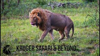 SIX Male Lion Coalition, Led By Their Father! STRONGEST Male Lion Coalition!? Kruger National Park!