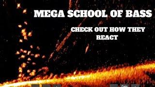 MEGA School of Bass on LIVESCOPE (Check out how they move)