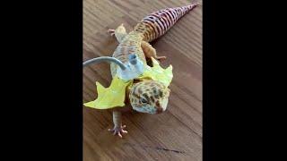 Gecko Dresses Up as Dragon || ViralHog