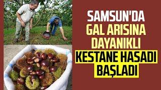 Samsun'da gal arısına dayanıklı kestane hasadı başladı