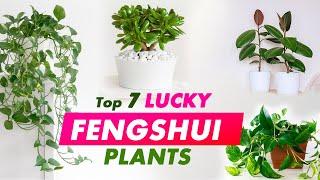 Top 7 Lucky fengshui plants to attract money | Fengshui plants for home