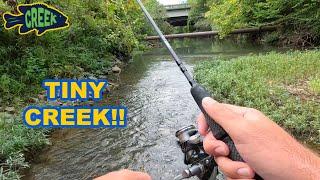 What's In This Hidden Urban Creek?