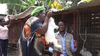 Rabbit farming… Building friendship with animals at the farm