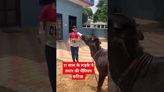 11-साल के बच्चे ने चैम्पियन कटिया तैयार की! Rudra choudhary dairy farm,Murrah buffalo,Dairy farm