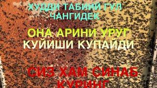 АСАЛАРИ ОИЛАСИНИ РИВОЖЛАНИШИ УЗГАРДИ,АСАЛАРИЧИЛИК АСАЛАРИЧИЛИКНИ  УРГАНИШ,АСАЛАРИ БИЗНЕСИ СИРЛАРИ.