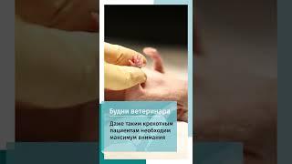Кроха мышка на операции