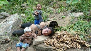 Harvest giant ginger to sell at the market - cook ginger soup for your children to eat