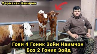 Гови Чоргоник Зойи Наимчон  Бо 2 Гоник Зойд.