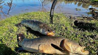 TARARIRAS,BOGAS,BAGRES “Pesca y Cocina” naturaleza, campo y aventura por increíble laguna ep2