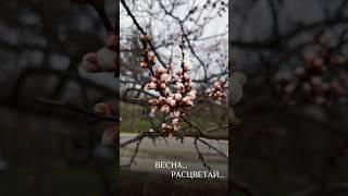 #весна #видеограф #видеоконтент