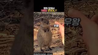 쿼카 앞에서 재롱을 피웠더니? #동물 #쿼카 #호주