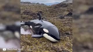 2024 orca rescue спасение касаток в море