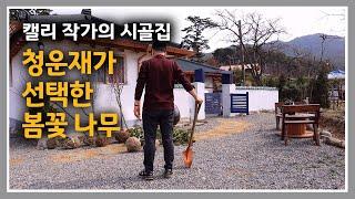 캘리 작가의 시골집 [42] 심사숙고 끝에 고른 봄꽃 나무를 심었습니다