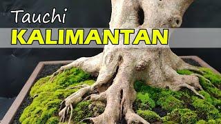 Penampakan Bonsai Kalimanatan (Tausi/Tauchi) untuk Kontes Bonsai