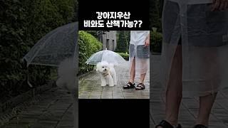 비오는 날 강아지우산 사용해본 후기ㅋㅋㅋ