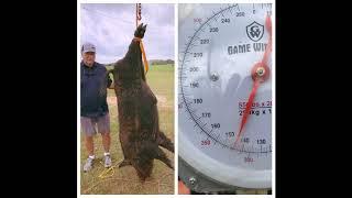 Monster Wild Boar Hunting Kill Shots!! Texas Hog Hunting