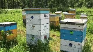 Сибирский медосбор. Карпатки в работе..