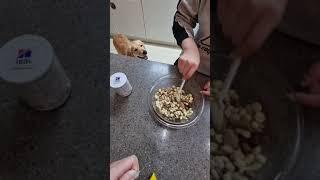 지극정성 4편 골든리트리버 로제 My Best Golden Retriever Rose  Episode.4
