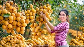 Harvesting Lanzones Longan Go To Market Sell- Girl Long Time Living Off Grid|Harvesting Farm Produce