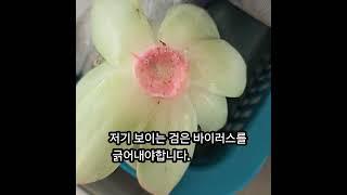 #다육이병 #부산금화다육 #금다육 #창금 #수입전문 #보스다육2호점