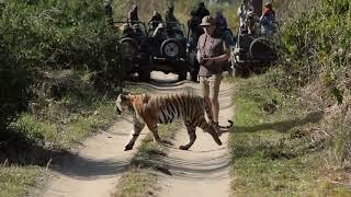 Tiger almost attacked a guy