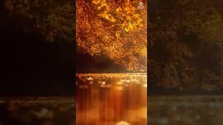 Best Nature scenes in the world | Relaxation | Meditation | Calm | Relax Sound Lab