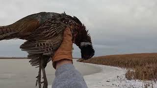 Late November Pheasant Hunting - South Dakota 2024