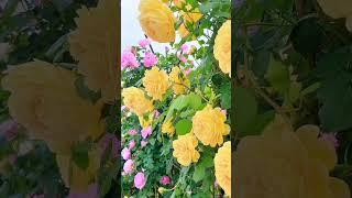 Stunning Flower Garden Tour | Breathtaking Blooms in Full Color | #shorts