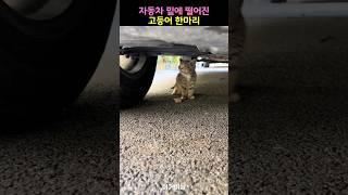 차량바닥에 떨어진 고등어 한마리
