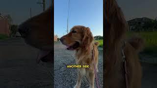 Awesome life of a Golden Retriever 159 #shorts #shortsvideo #short #shortvideo #dog #goldenretriever