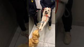 My neighbor is the funniest golden retriever ever  #goldentretriever #dogs #cute #funny