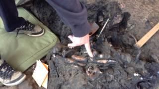 Excavating Ice Age animal bones La Brea Tar Pits